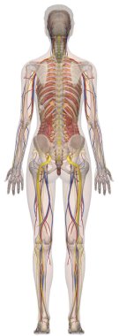 Cepheden İnsan Anatomisi Kadın Vücudu