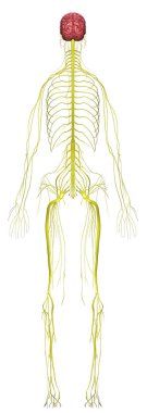 İnsan Anatomisi Kadın Sinir Sistemi