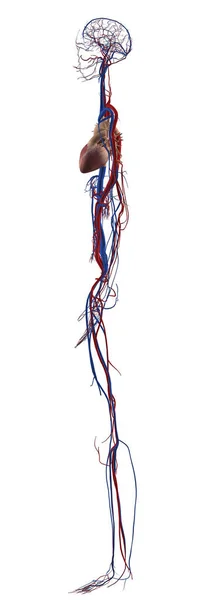解剖学的構造 女性循環器系 — ストック写真