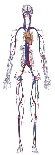 Anatomia Humana Sistema Circulatório Feminino Frente — Fotografia de Stock