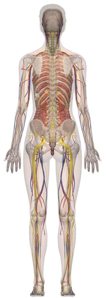 Lidské Anatomie Ženské Tělo Zepředu — Stock fotografie