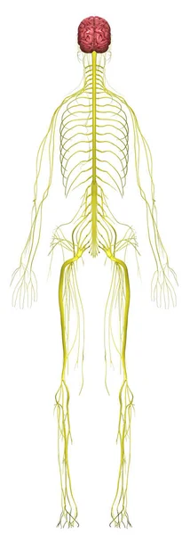 Anatomia Humana Sistema Nervoso Feminino Das Costas — Fotografia de Stock