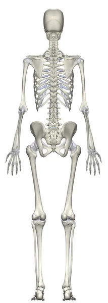 Sağdan Nsan Anatomisi Kadın Skelet Sistemi — Stok fotoğraf