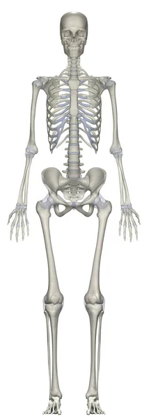 Sağdan Nsan Anatomisi Kadın Skelet Sistemi — Stok fotoğraf