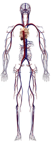 Menschliche Anatomie Männliches Kreislaufsystem Von Hinten — Stockfoto