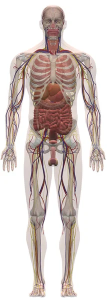 Menschliche Anatomie Männlicher Körper Von Rechts — Stockfoto