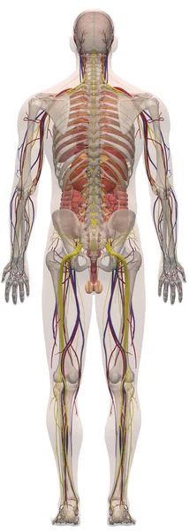 Nsan Anatomisi Sağdan Erkek Vücudu — Stok fotoğraf