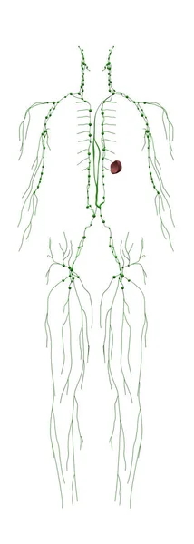 Anatomia Umana Sistema Linfatico Maschile Fronte — Foto Stock