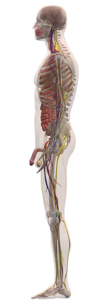 Nsan Anatomisi Erkek Vücut Soldan — Stok fotoğraf