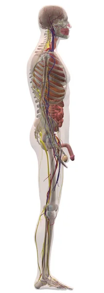 Anatomia Humana Corpo Masculino Direita — Fotografia de Stock