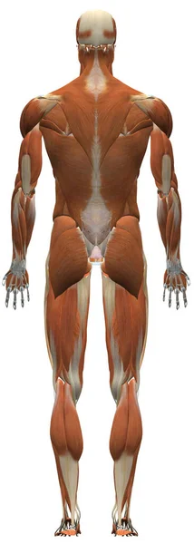 Anatomia Humana Sistema Muscular Masculino Das Costas — Fotografia de Stock