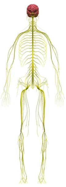 人間の解剖学的構造 男性神経系 — ストック写真