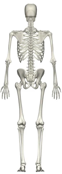 Sırtından Nsan Anatomisi Kadın Skelet Sistemi — Stok fotoğraf