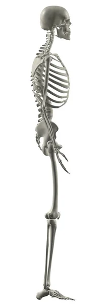 Человеческая Анатомия Мужской Скелет Системы Справа — стоковое фото