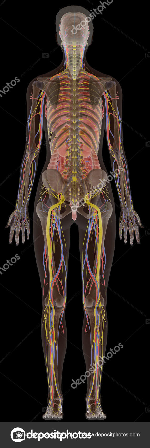 Female Body Diagram Back / Woman Body Diagram Stock Illustrations 2 452