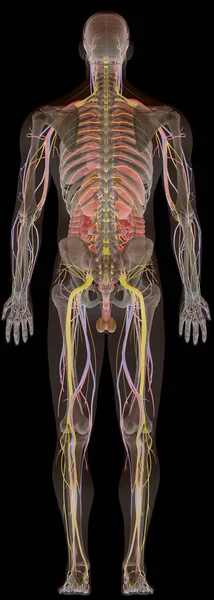 Nsan Anatomisi Ray Erkek Bedeni Sırttan — Stok fotoğraf