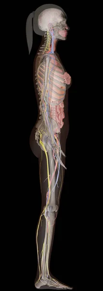 Nsan Anatomisi Ray Sağdan Kadın Vücudu — Stok fotoğraf