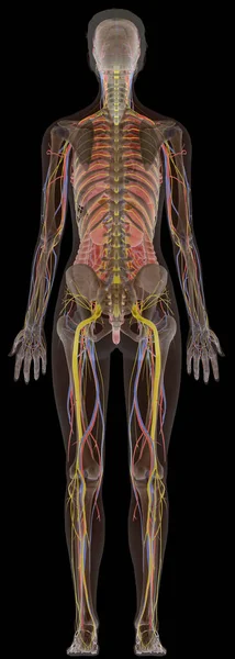 Sırtından Nsan Anatomisi Ray Kadın Vücudu — Stok fotoğraf