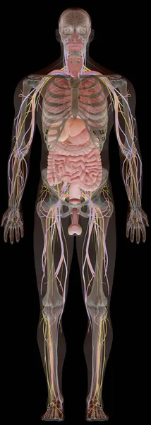 Menschliche Anatomie Röntgenbild Männlicher Körper Von Vorne — Stockfoto