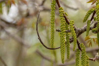Ceviz ağacı çiçeği. Ceviz çiçekleri bahar arkaplanı.