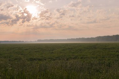 Sabah manzarası. Güneş ışınları bulutların arasından yol alır, arka plandaki çayırları ve ormanı aydınlatır.