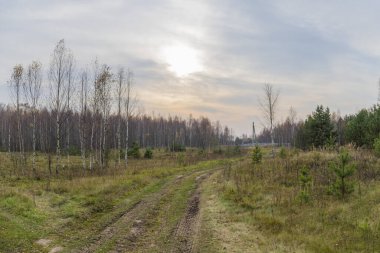 Kırsal bir toprak yol, yaprakları dökülen bir huş ağacı, bir tarla, genç çam ağaçları, belirsiz bir güneş silueti ile çok renkli bulutlu bir gökyüzü. HDR tarzında sonbahar kırsal manzarası.