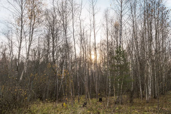 Bos Late Herfst Door Bomen Breekt Lage Zonsondergang Landelijk Landschap — Stockfoto