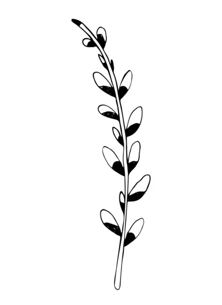 Spring Monochrome Linear Vector Illustration Branch Blooming Pussy Willow Easter — Stockvektor