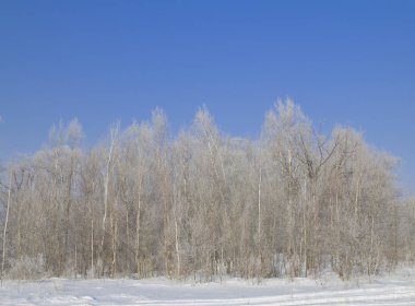 ağaçlarda hoarfrost