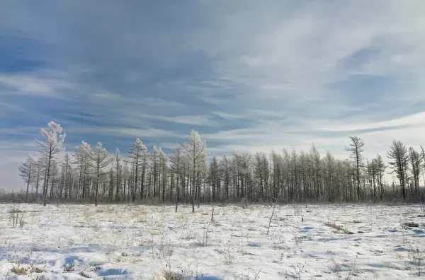 ağaçlarda hoarfrost
