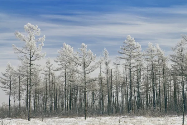ağaçlarda hoarfrost
