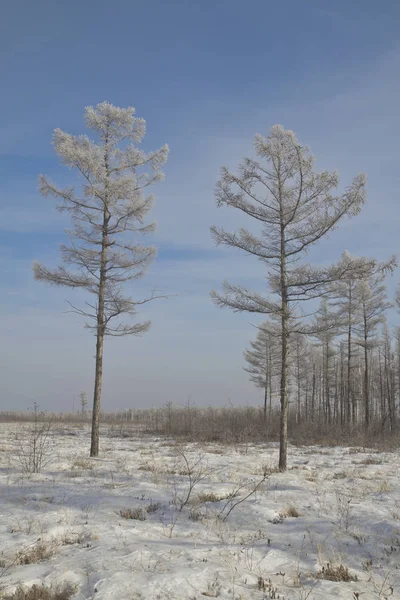 ağaçlarda hoarfrost