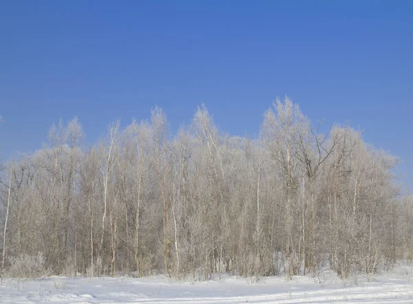 ağaçlarda hoarfrost