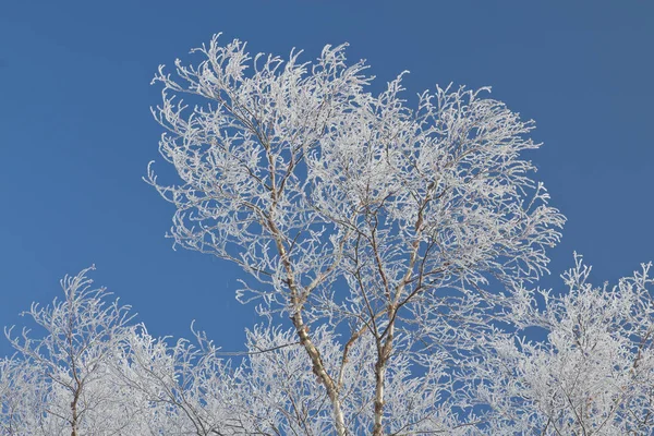 ağaçlarda hoarfrost