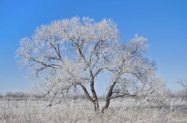 ağaçlarda hoarfrost