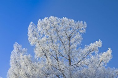ağaçlarda hoarfrost