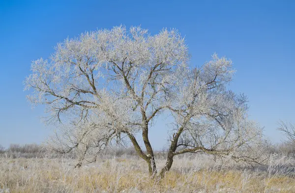 ağaçlarda hoarfrost