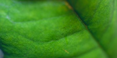 Bitkinin yeşil renk makro parçası, bulanık arkaplan