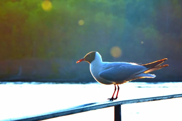 Seagull Stands Perch Background Pond Illuminated Sun Blurred Background — Stock Photo, Image