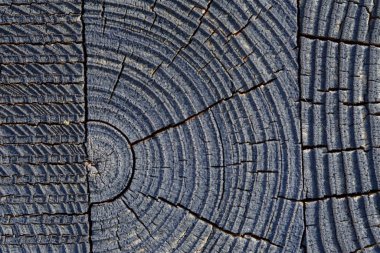 Tahta doku, yuvarlak kesik uç kesikler, gri leke, parke, lamine, tahta