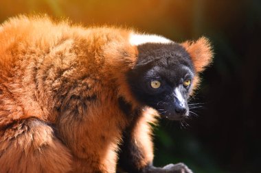 Kırmızı yakutlu lemur madagaskar parçalanmış araba.