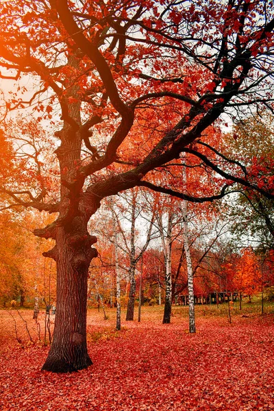 Árboles Con Follaje Amarillo Parque Otoño Paisaje — Foto de Stock