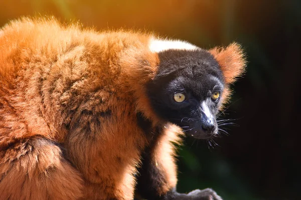 Ruffed Vermelho Lemur Madagascar Fragmentcar — Fotografia de Stock