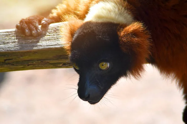 Ruffed Vermelho Lemur Madagascar Uma Árvore Olhando Para Baixo Fragmento — Fotografia de Stock