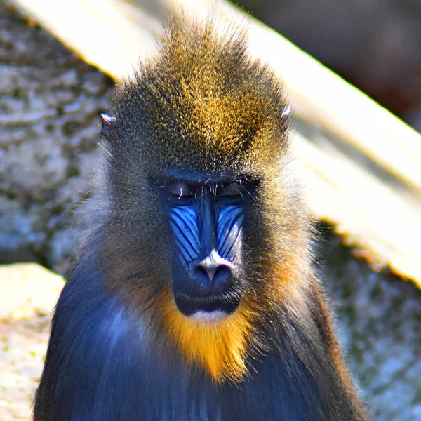 Πίθηκος Μπαμπουίνος Στο Φυσικό Περιβάλλον — Φωτογραφία Αρχείου