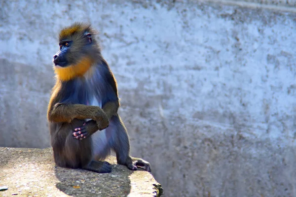 Macaco Babuíno Ambiente Natural Olha Para Lado — Fotografia de Stock