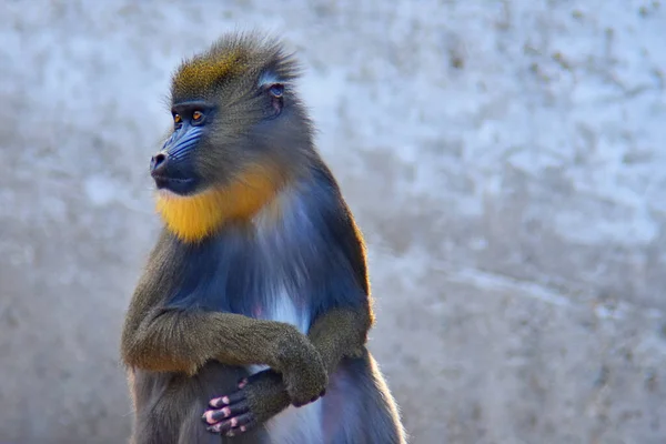 Πίθηκος Μπαμπουίνος Στο Φυσικό Περιβάλλον Κοιτάζει Μακριά Θολή Φόντο — Φωτογραφία Αρχείου