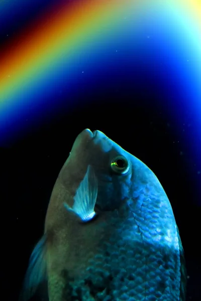 暗い背景に虹の下で魚 ホロスコープ 占星術 — ストック写真