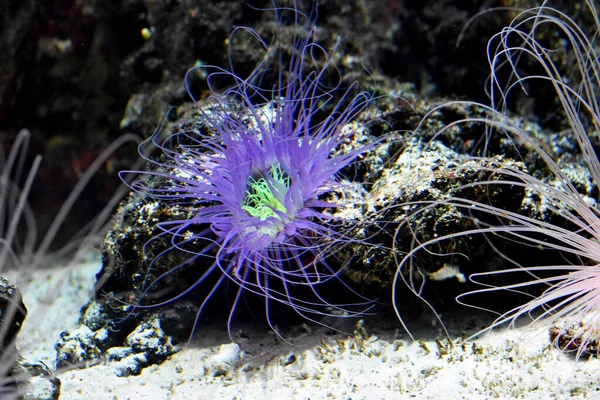 sea anemone in natural habitat, marine plants and animals