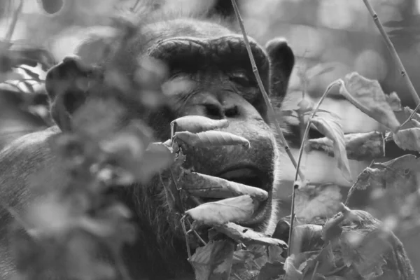 Singe Chimpanzé Regardant Hors Des Buissons Monochrome — Photo